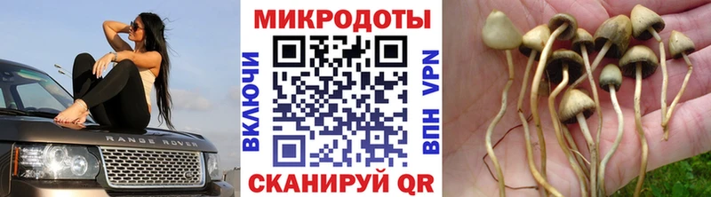 Псилоцибиновые грибы мухоморы где продают наркотики Холмск